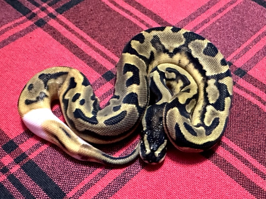 Piebald DH Axanthic (VPI)/Albino Ball Python by Gray Family Snakes