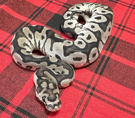 Axanthic (VPI) Clown Ball Python by Gray Family Snakes