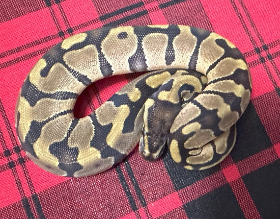 Enchi TH DG / Axanthic (VPI)/ Piebald Ball Python by Gray Family Snakes