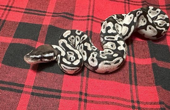 Pastel Axanthic (VPI) Het Piebald Ball Python by Gray Family Snakes