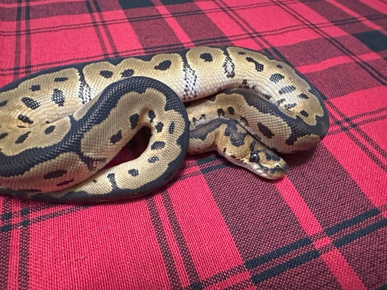 Clown Het Axanthic (VPI) Ball Python by Gray Family Snakes