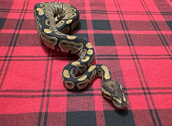 TH Axanthic (VPI) DG Genetic Stripe Ball Python by Gray Family Snakes
