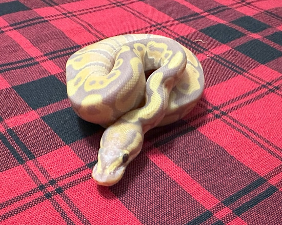 Banana TH Axanthic (VPI) DG Genetic Stripe Ball Python by Gray Family ...