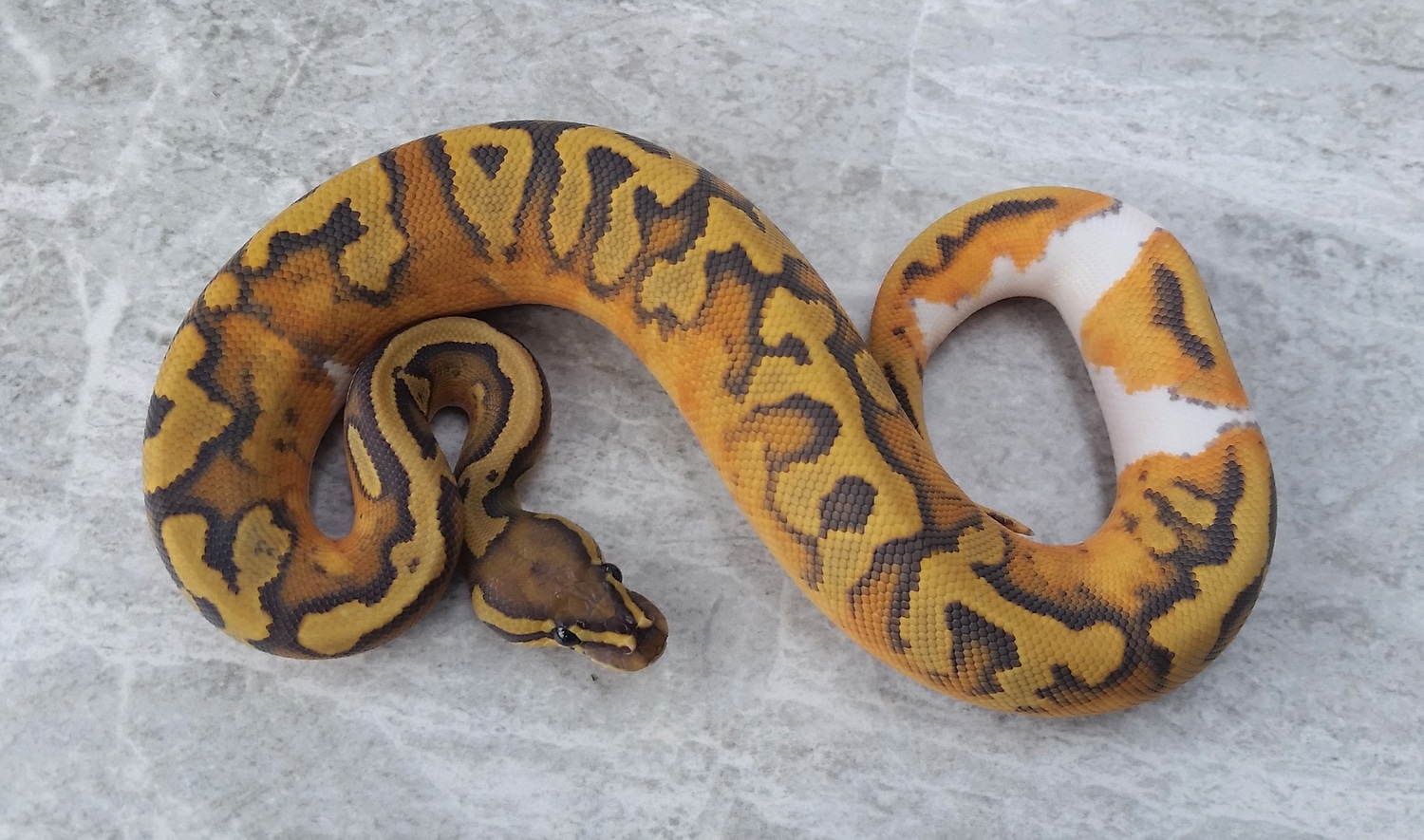 Hypo Pied Ball Python by Palaski's Pythons - MorphMarket