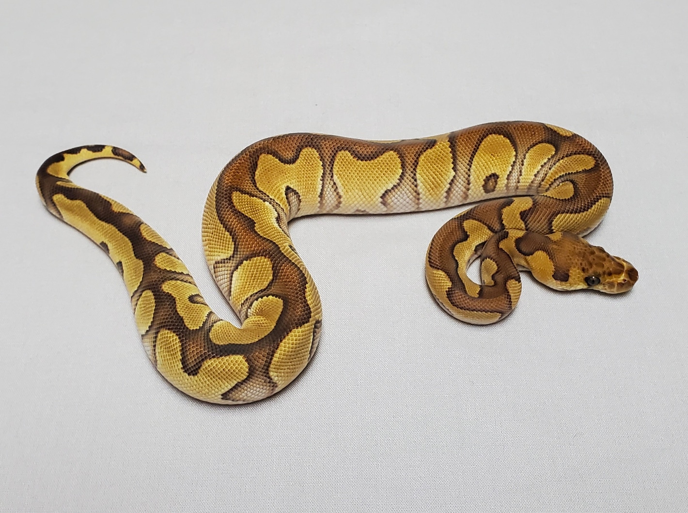 Chocolate Mojave Enchi Clown 100% Het Hypo Ball Pythons by