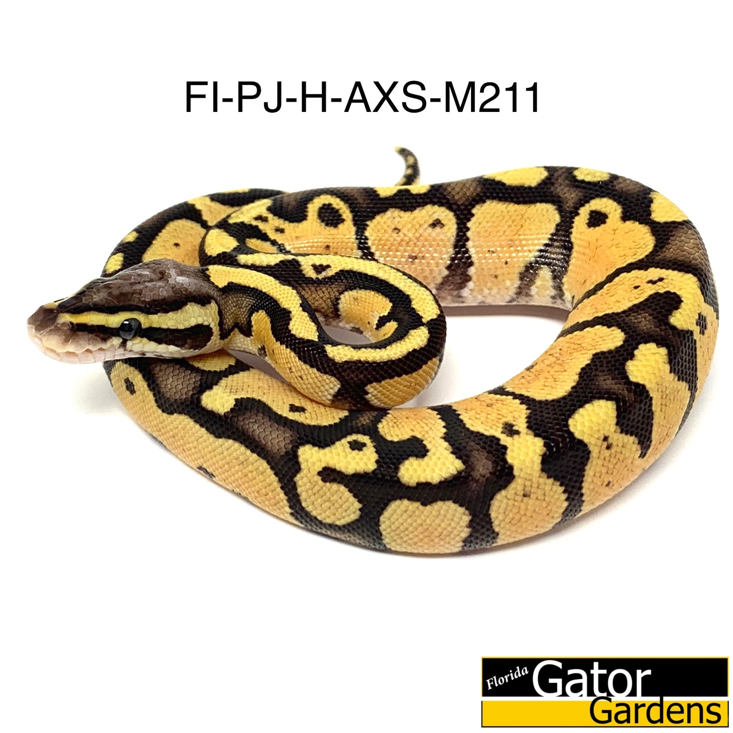 Firefly Het Axanthic Ball Python by Florida Gator Gardens - MorphMarket