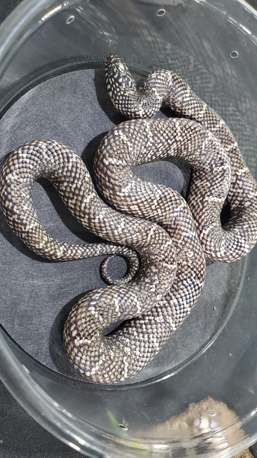 Axanthic Brooks' Kingsnake by Knockout exotics la incorporated