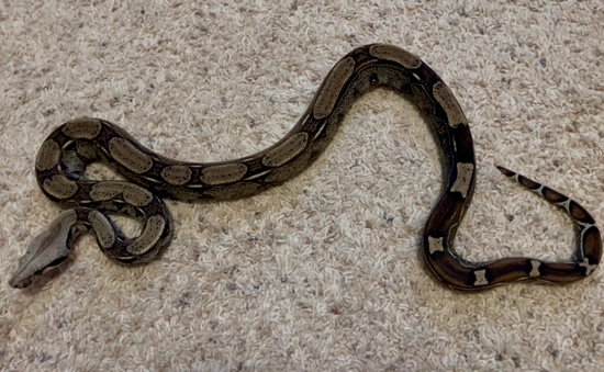 rlt-100-het-anery-66-het-kahl-juvenile-female-boa-constrictor-by