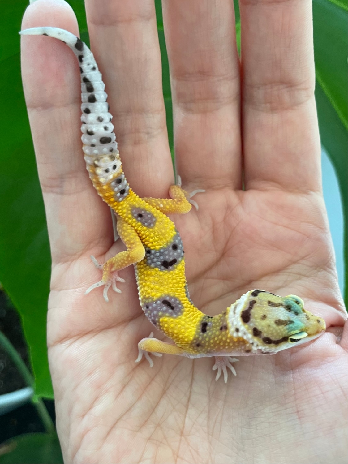 Jungle Tangerine Leopard Gecko by Green Stuff Exotics MorphMarket
