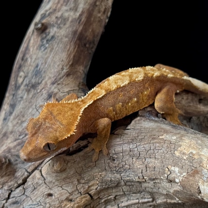Red Harlequin Crested Gecko