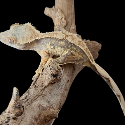 Extreme Harlequin Crested Gecko