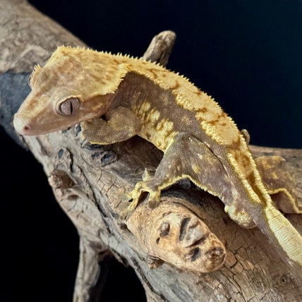 Lavender Extreme Harlequin Crested Gecko