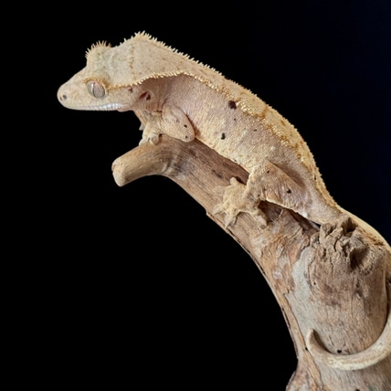 Pink Based Harlequin Dalmatian Crested Gecko
