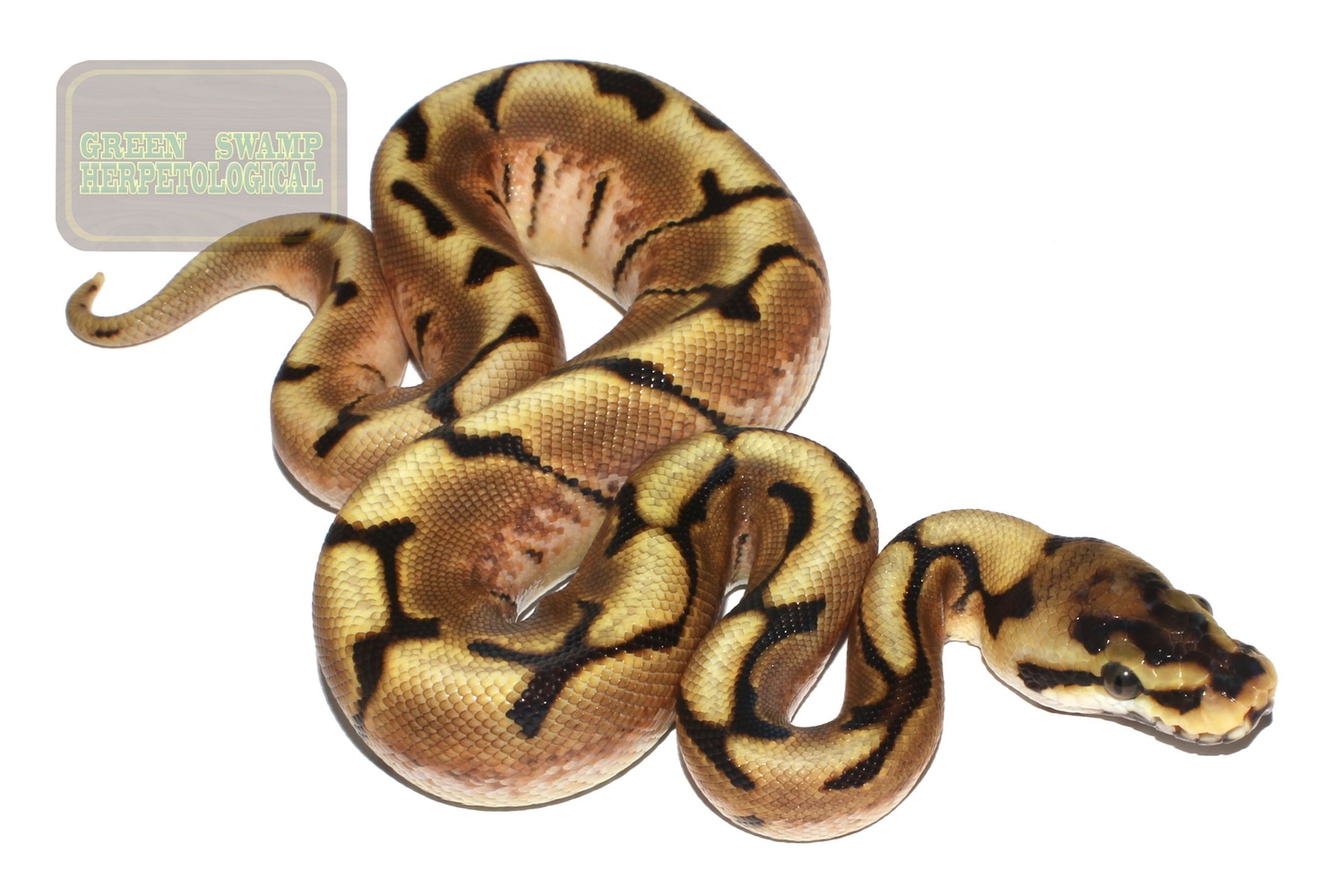 Enchi Spider Ball Python by Green Swamp Herpetological LLC MorphMarket