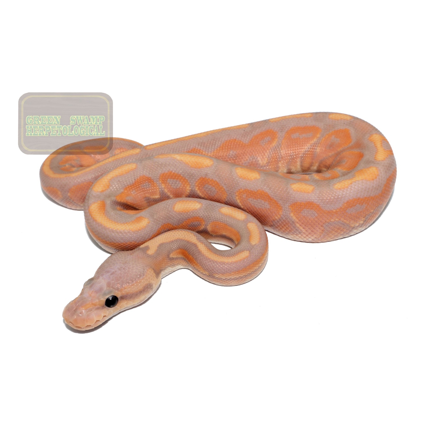 Banana Cinnamon 100% Het Piebald Ball Python by Green Swamp ...