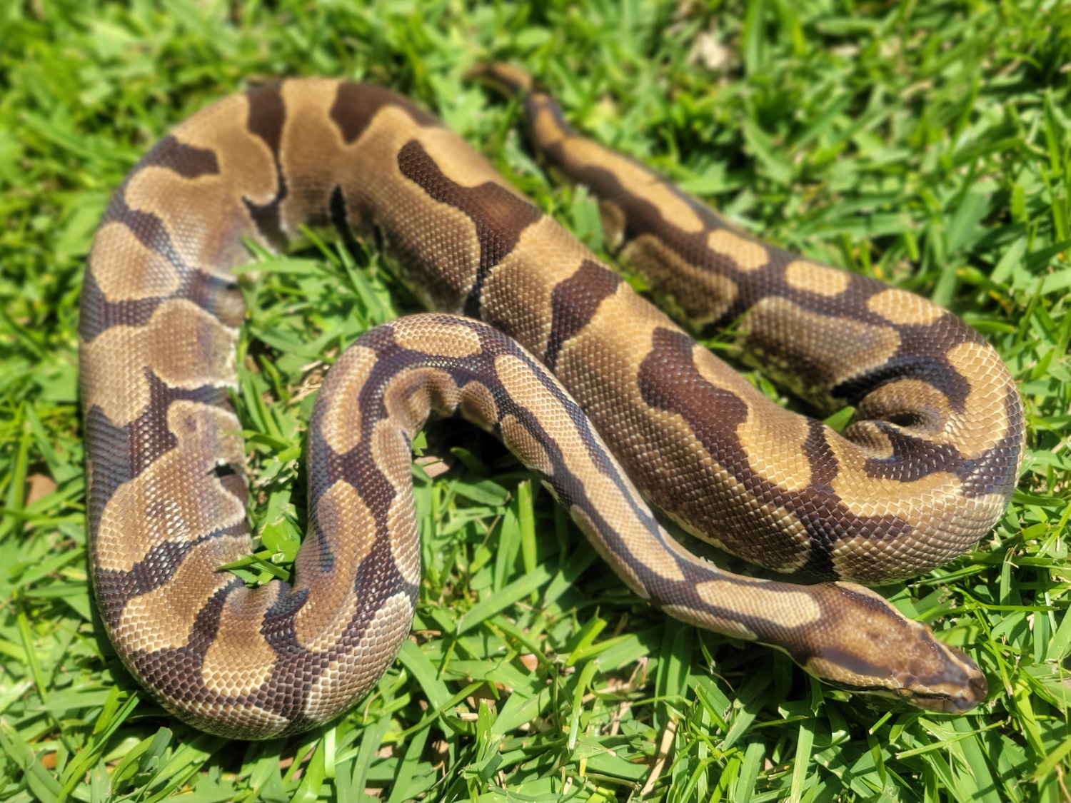 Proven Enchi Ball Python by Green Swamp Herpetological LLC - MorphMarket