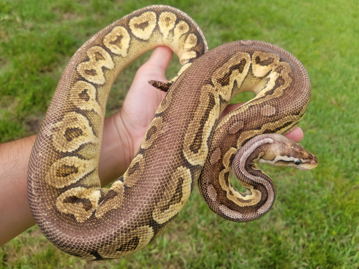 *Free Shipping* Vanilla Pewter 50 Het Piebald Ball Python by Green