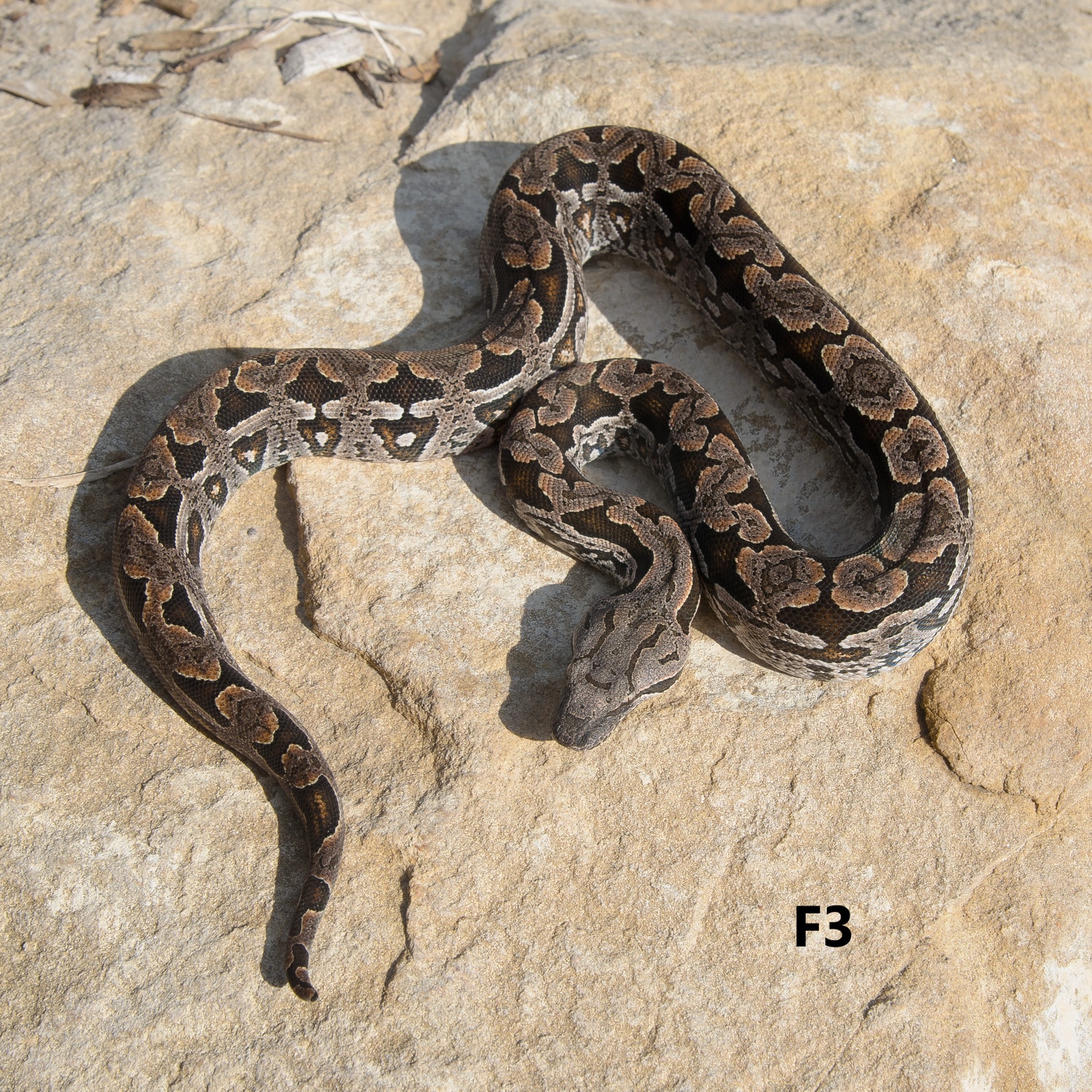 Dumerils Boa Dumeril's Boa by GC Reptiles - MorphMarket