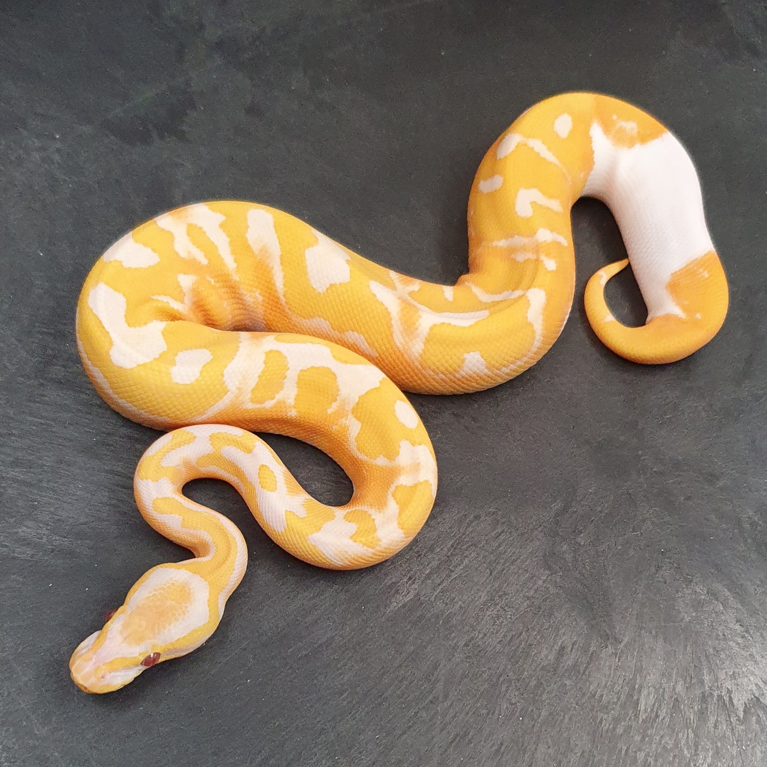 Dreamsicle Leopard Ball Python by Python-factory - MorphMarket