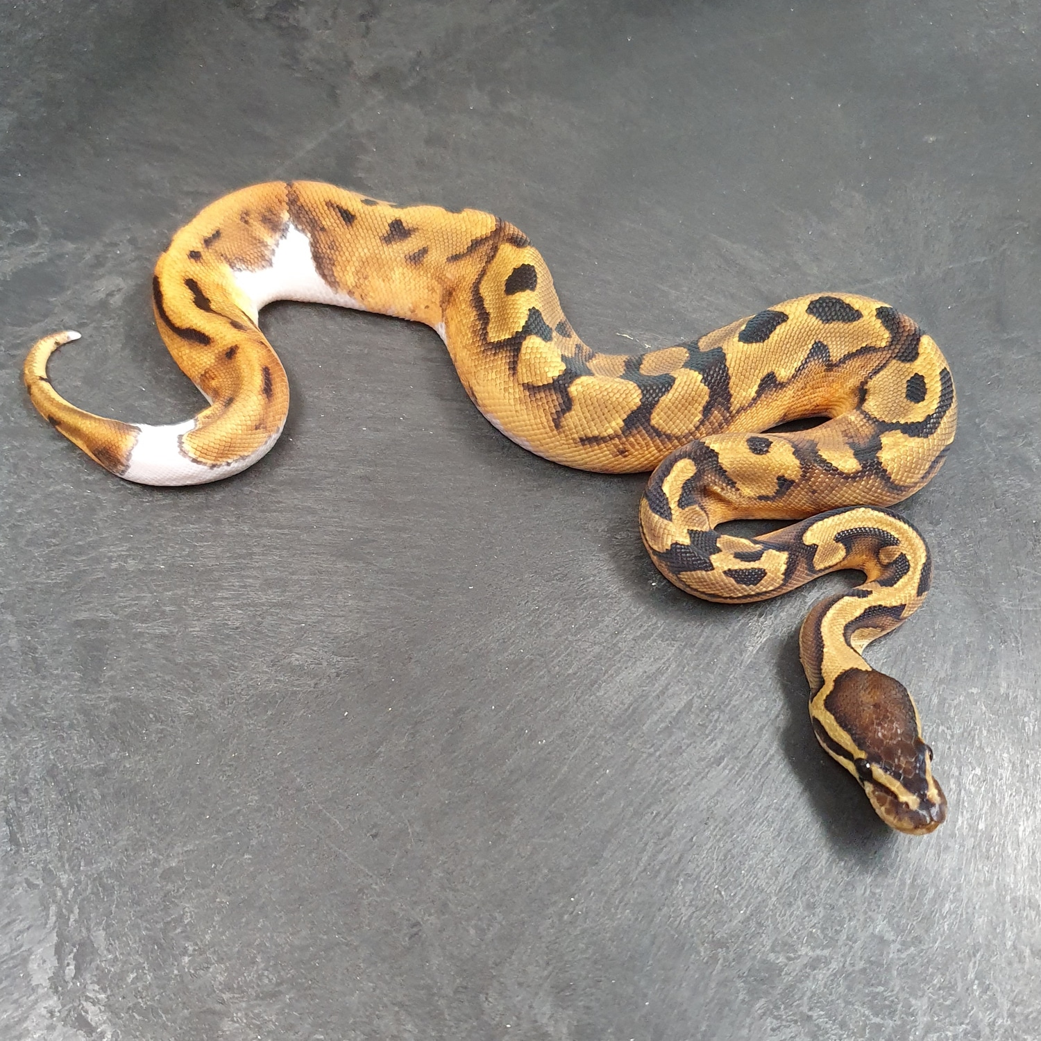 Leopard Pied Het Lavender Ball Python by Python-factory - MorphMarket