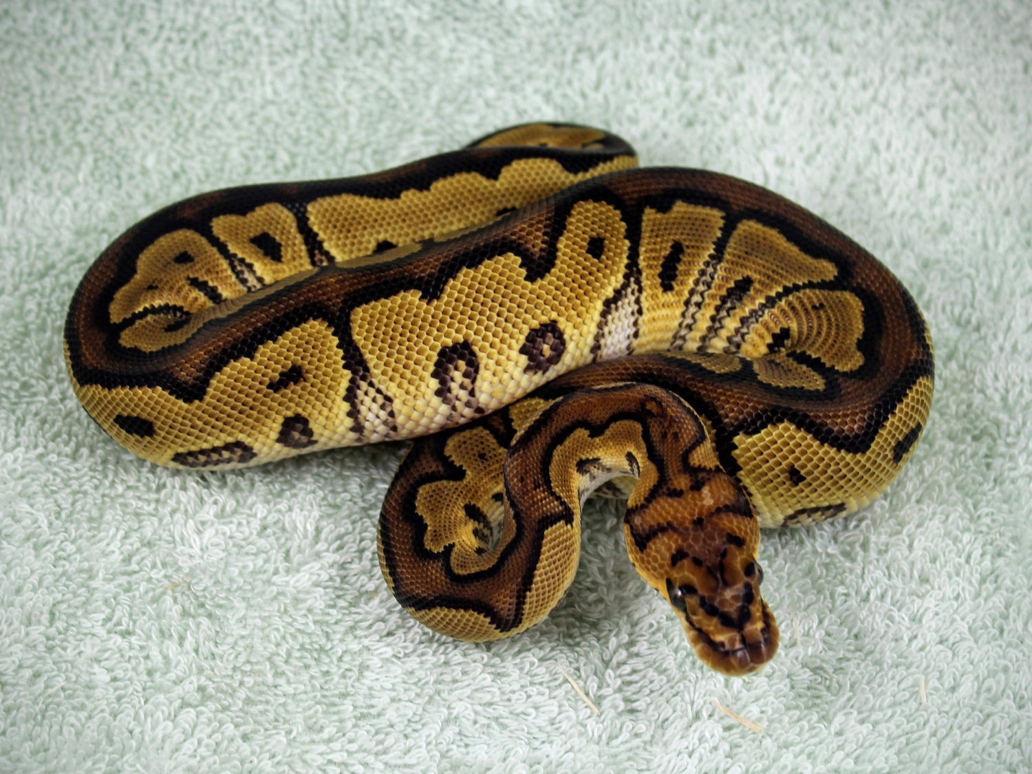 Clown (Reduced Pattern) Ball Python by Gregory Exotics - MorphMarket