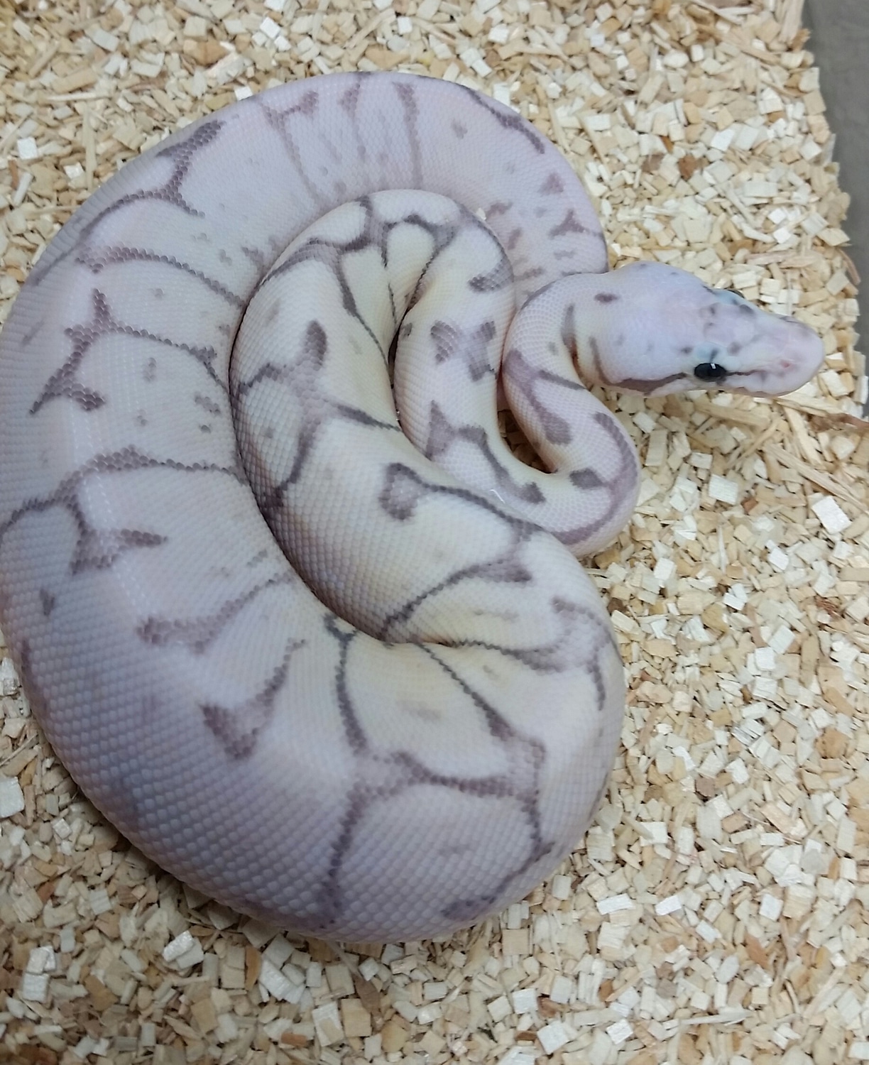 Killer Fire Bee Ball Python by Gregory J Hall / WhiteMarsh Ball Pythons ...