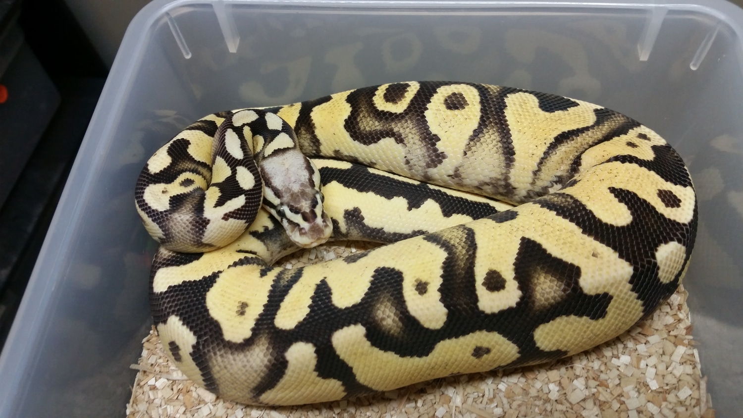 Fire Fly Yellow Belly Ball Python by Gregory J Hall / WhiteMarsh Ball ...
