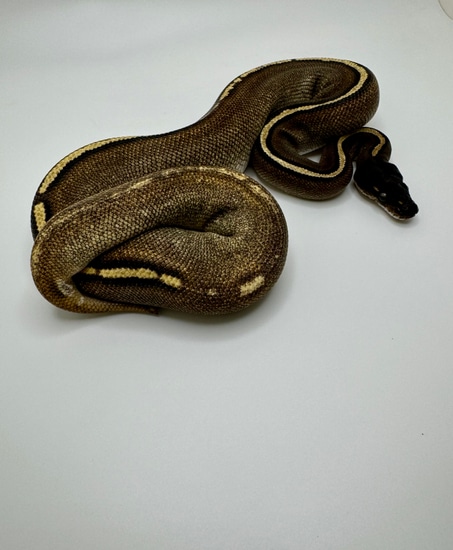 Blackhead Huffman Ball Python Black Head Huffman Mojave Sugar Female Ball Python by DynAnimal
