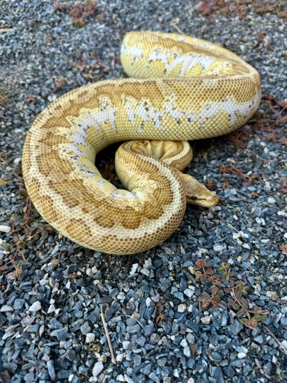 King Pin Python Kingpin Sugar Female (Free Shipping) Ball Python by DynAnimal