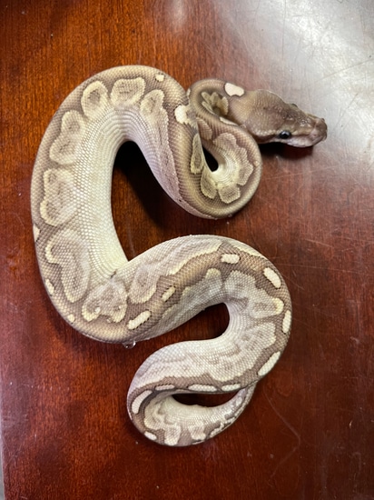 Bamboo Cinnamon Ball Python by GSReptiles