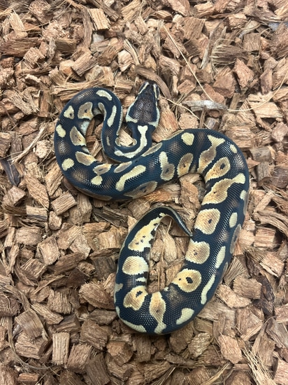 Pastel Raven Ball Python by GSReptiles