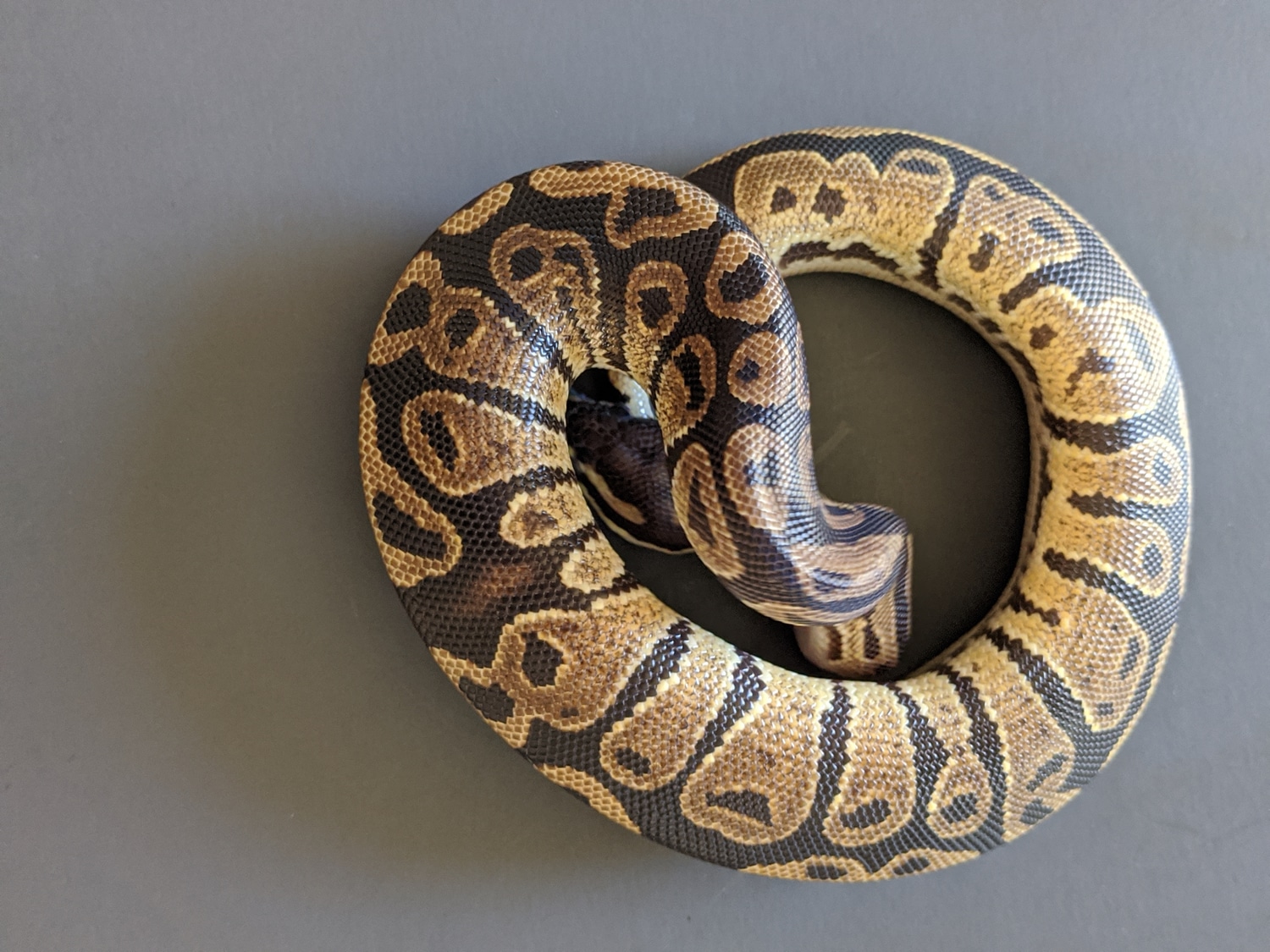 Normal Ball Python by Home Grown Reptiles - MorphMarket
