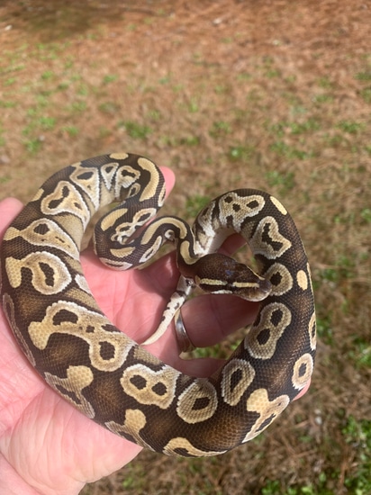 Mojave 50% DH Albino Sunset Ball Python by Off the Rail Reptiles