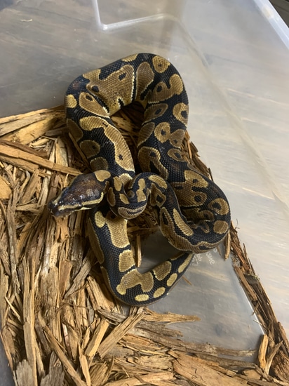 Het Albino 50% Het Sunset Ball Python by Off the Rail Reptiles
