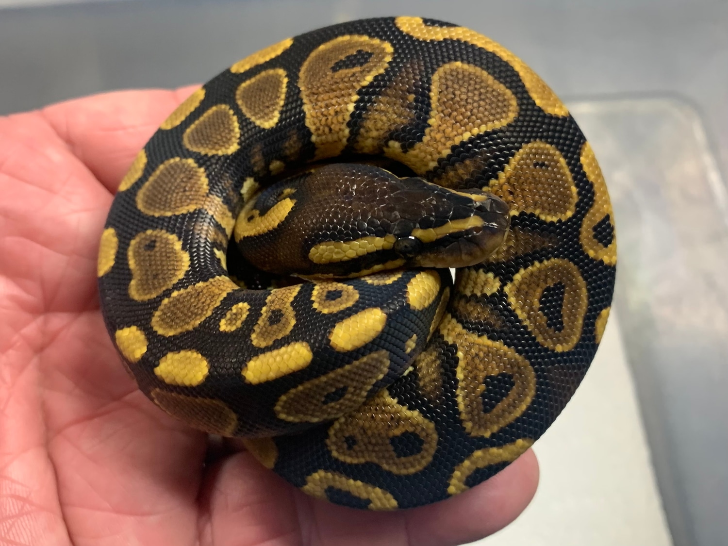 YB Or Gravel ** Free Shipping ** Ball Python by Off the Rail Reptiles ...