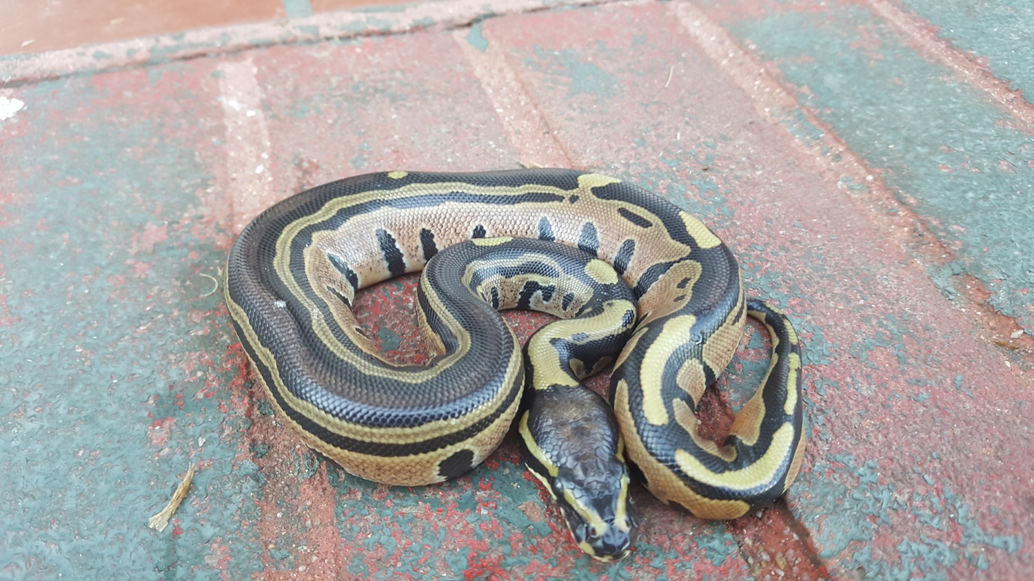 Tri-stripe Ball Python by Troy Thomas - MorphMarket