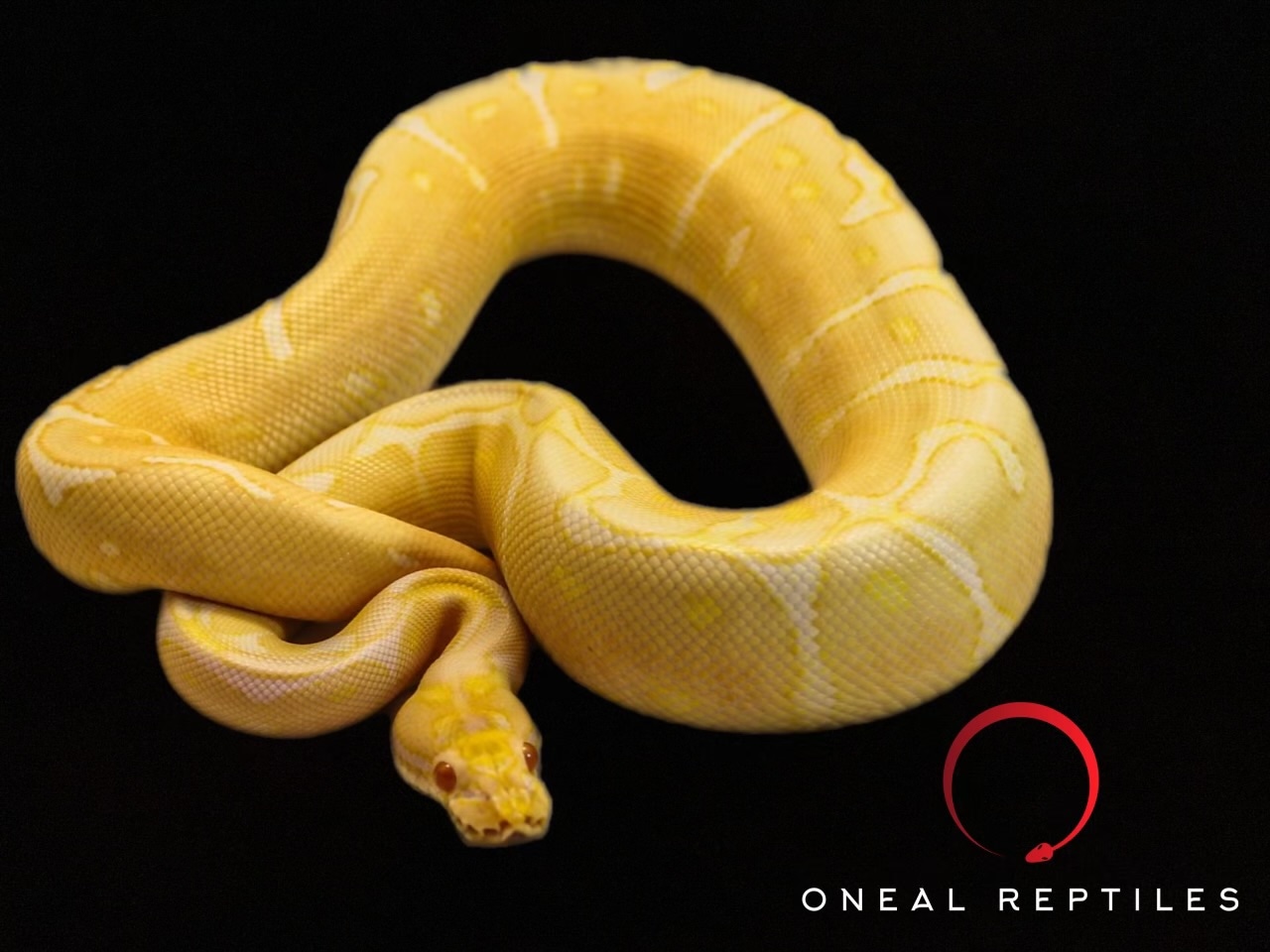 Albino Black Pastel Spider Ball Python by Oneal Reptiles - MorphMarket