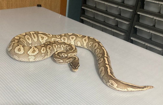 Mystic Special Ball Python by Groovy Snakes