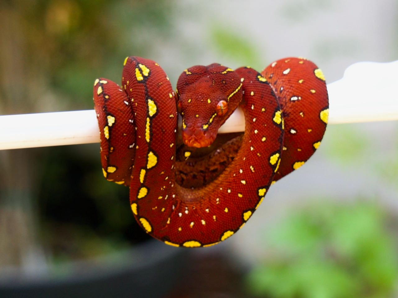 2022 USCB High Yellow/Calico Neonate Green Tree Python by Gold River ...