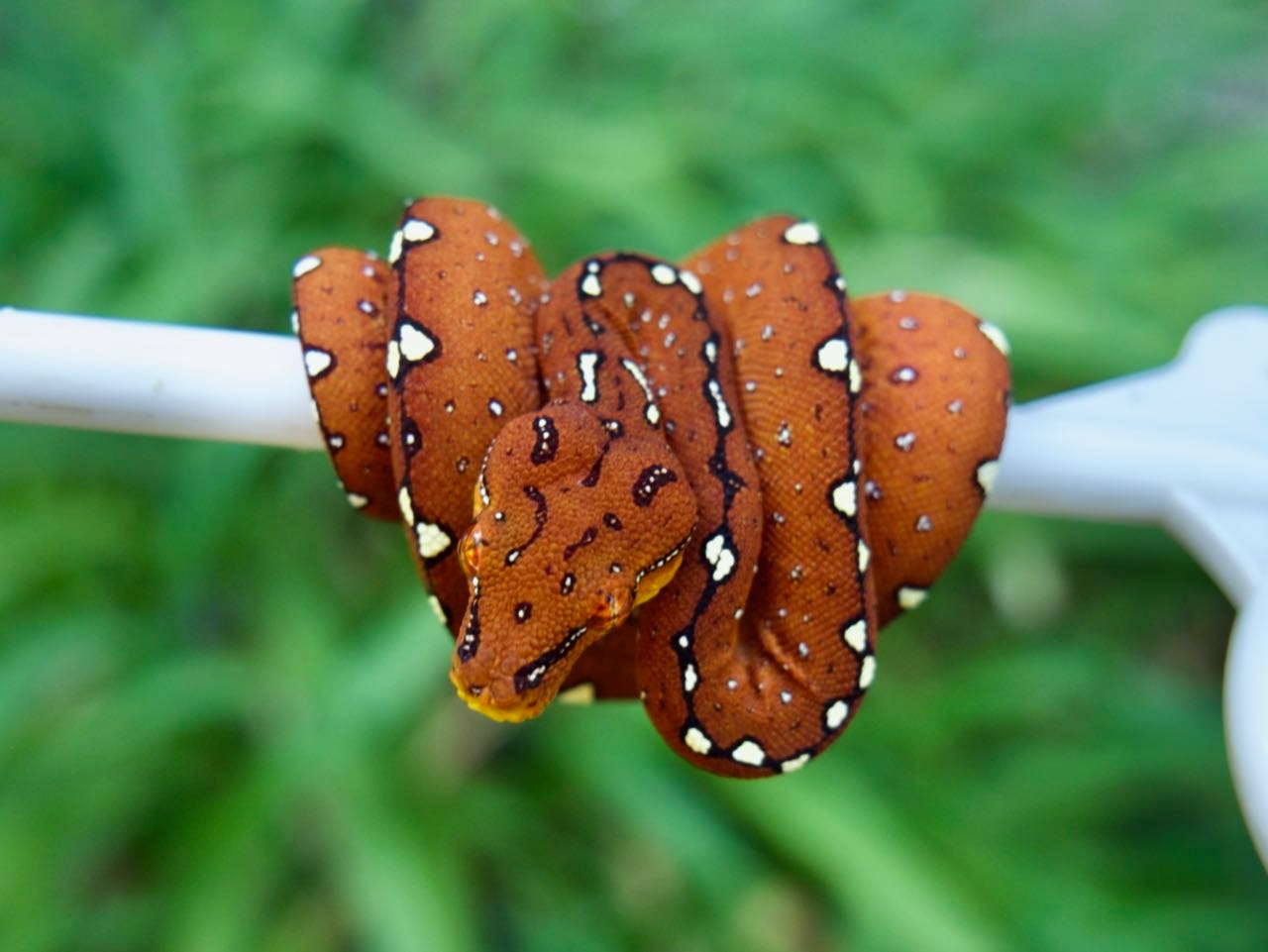 USCB High Yellow/Calico Neonate Green Tree Python by Gold River Reptile ...