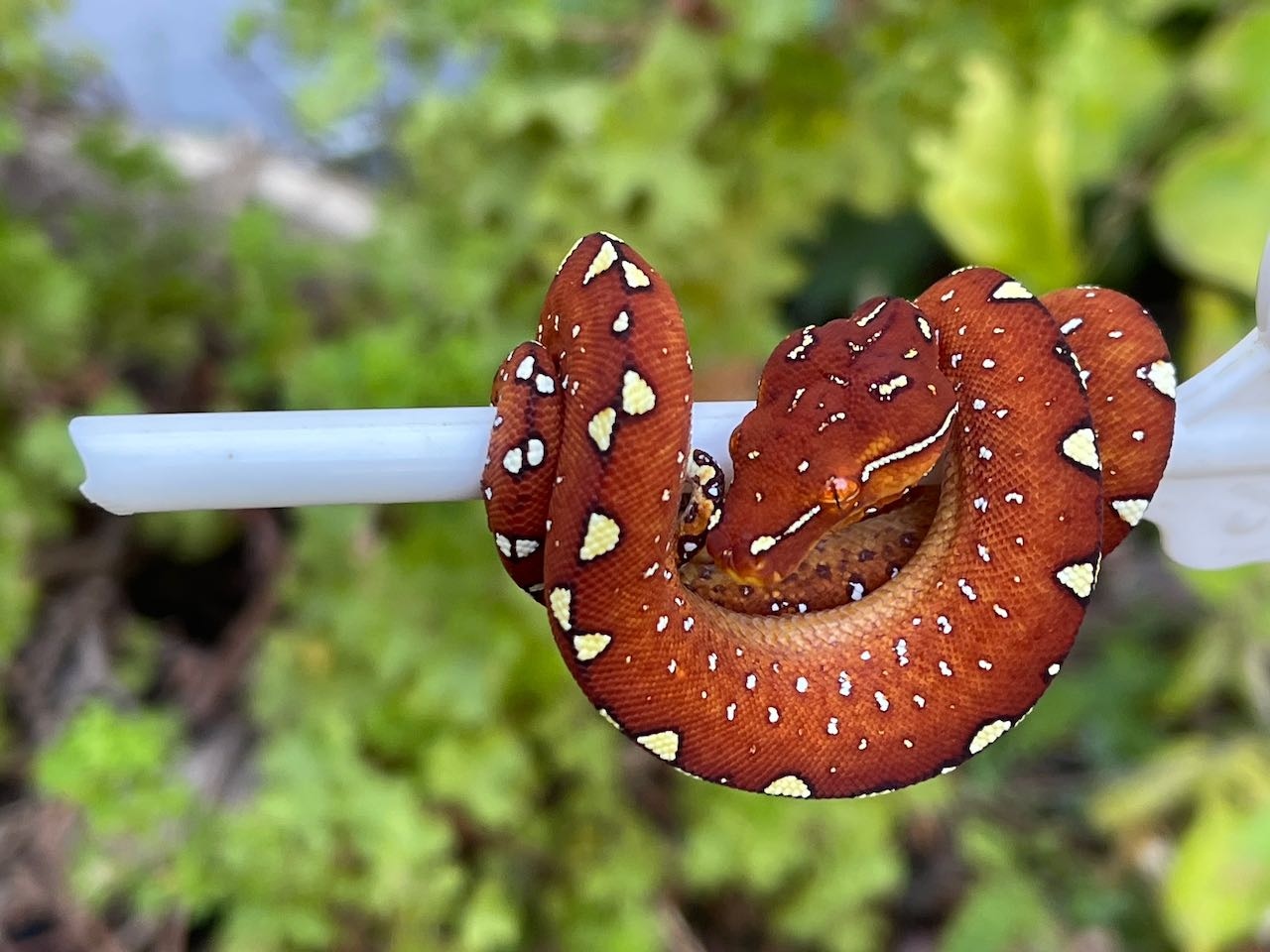 USCB High Yellow/Calico Neonate Green Tree Python by Gold River Reptile ...