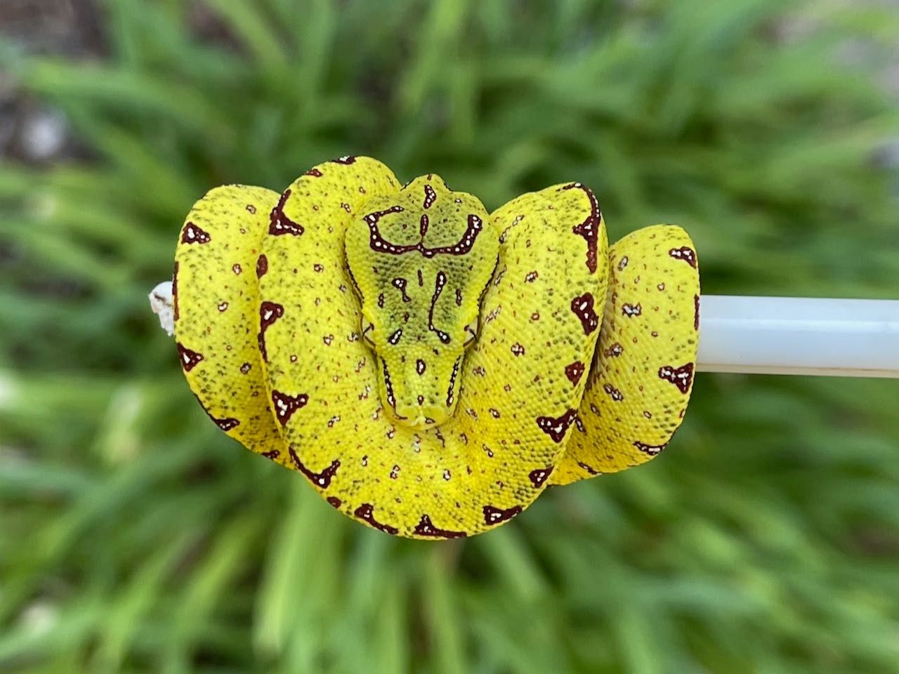 USCB High Yellow/Calico Neonate Green Tree Python by Gold River Reptile ...