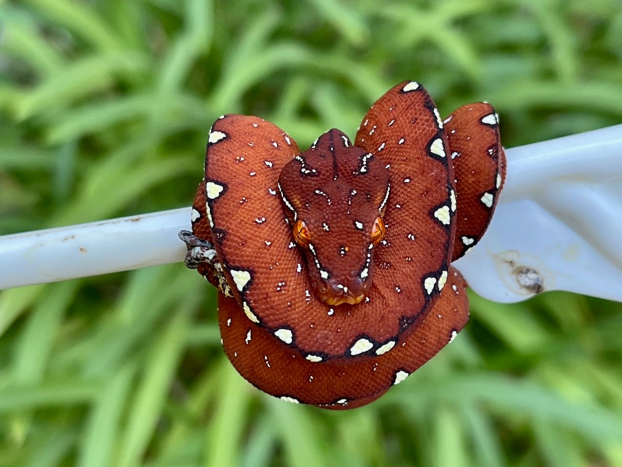USCB High Yellow/Calico Neonate Green Tree Python by Gold River Reptile ...
