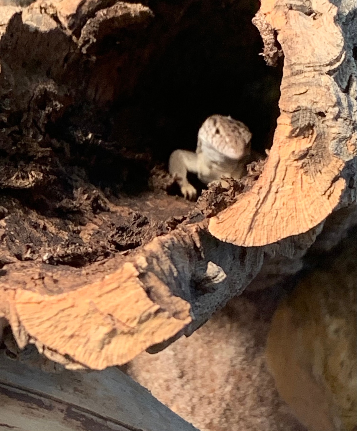 Gillens Monitor ( Gilleni) Other Monitor by G’s Geckos - MorphMarket