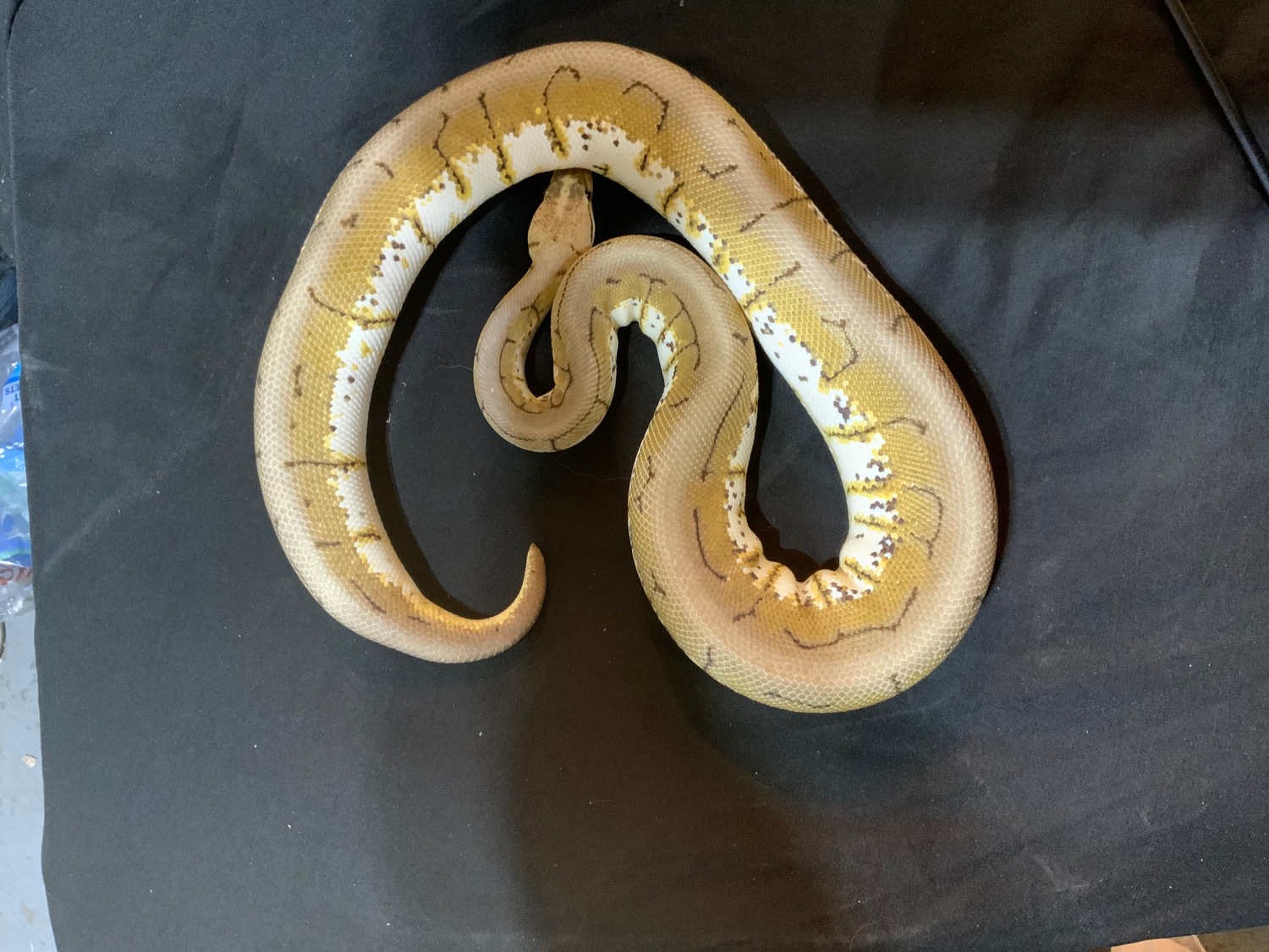 Spinner Blast Ball Python by Great Southern Reptiles inc MorphMarket