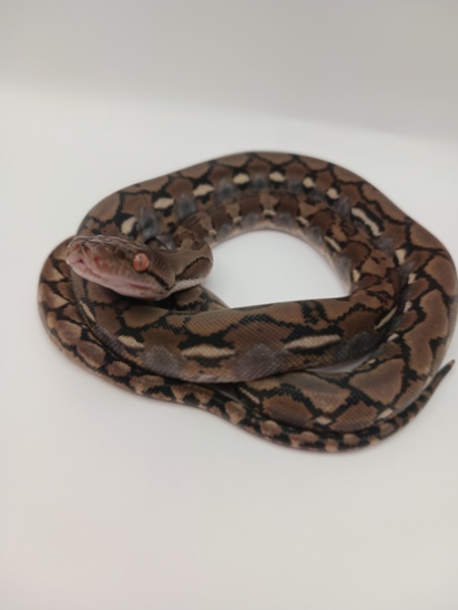 Super Dwarf Reticulated Python by T5boas
