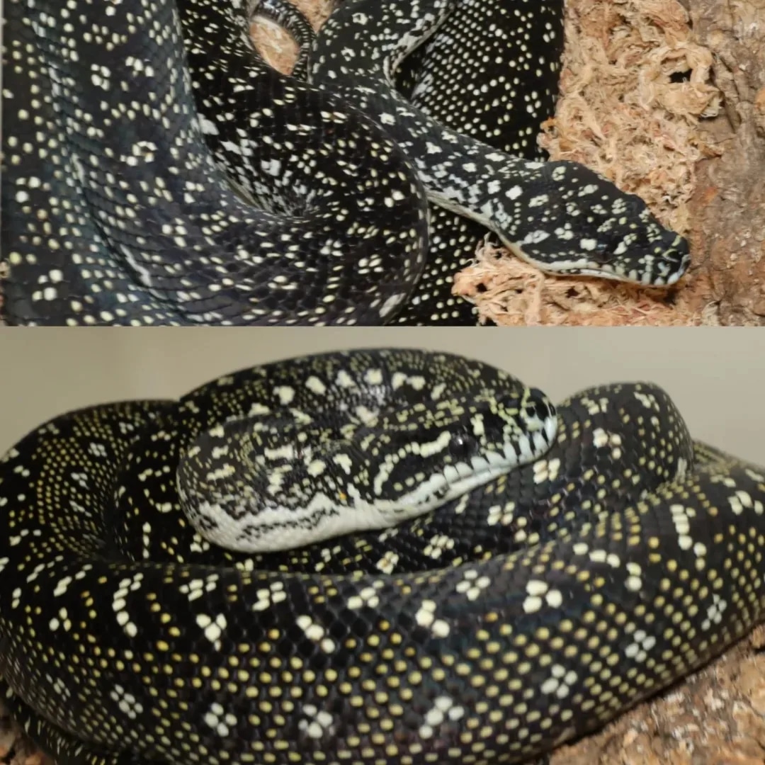 Diamond Carpet Python by The GTPKeeper LLC MorphMarket