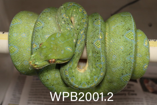 2020 Male Green Tree Python - Bushmaster New Blue, Calico, Jayapura by ...