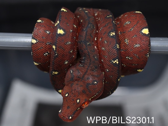 Green Tree Python Offspring 2023 USCBB Nesseria X Dirty Girl 2 Offspring Green Tree Python by The ...