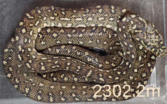Diamond Python Diamond Carpet Python by The GTPKeeper LLC